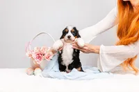 Zoe, a female Miniature Bernedoodle for sale in California, CA – Photo 3 of 4