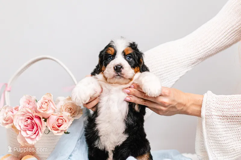Zoe – Miniature Bernedoodle puppy for sale in California, CA