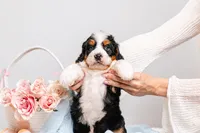 Zoe, a female Miniature Bernedoodle for sale in California, CA – Photo 1 of 4