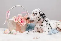 Bianca, a female Dalmatian for sale in California, CA – 6 of 6
