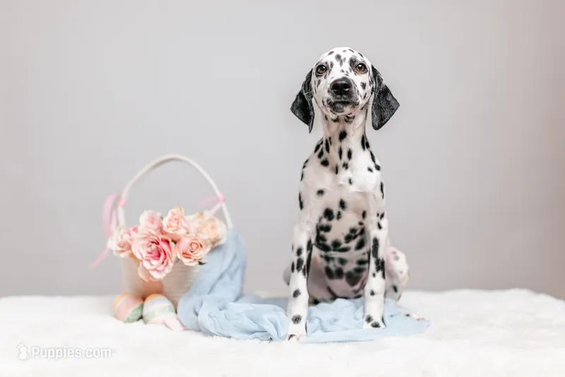 Panda, a female Dalmatian for sale in California, CA – 1 of 5