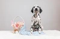Panda, a female Dalmatian for sale in California, CA – 1 of 5