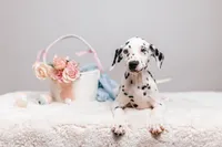 Bianca, a female Dalmatian for sale in California, CA – 4 of 6