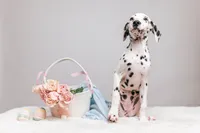 Bianca, a female Dalmatian for sale in California, CA – 3 of 6