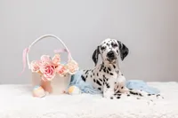 Panda, a female Dalmatian for sale in California, CA – 3 of 5