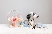 Panda, a female Dalmatian for sale in California, CA – 4 of 5