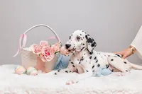 Bianca, a female Dalmatian for sale in California, CA – 2 of 6