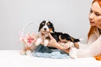 Zuri, a female Miniature Bernedoodle for sale in California, CA – Photo 4 of 4