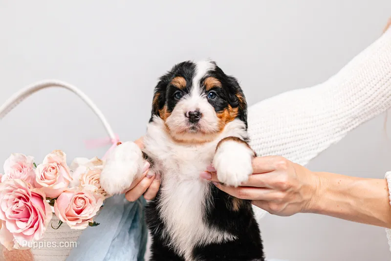 Zuri – Miniature Bernedoodle puppy for sale in California, CA