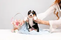 Zuri, a female Miniature Bernedoodle for sale in California, CA – Photo 2 of 4