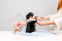 Zuri, a female Miniature Bernedoodle for sale in California, CA – Photo 3 of 4