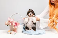 Bentley, a male Miniature Bernedoodle for sale in California, CA – Photo 6 of 6