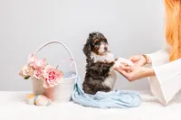 Bentley, a male Miniature Bernedoodle for sale in California, CA – Photo 3 of 6