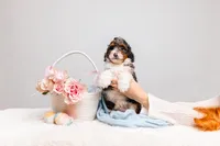 Bentley, a male Miniature Bernedoodle for sale in California, CA – Photo 2 of 6