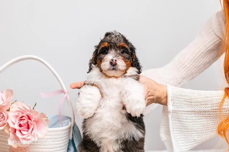 Bentley – Miniature Bernedoodle puppy for sale in California, CA