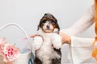 Bentley, a male Miniature Bernedoodle for sale in California, CA – Photo 1 of 6