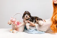 Bentley, a male Miniature Bernedoodle for sale in California, CA – Photo 5 of 6