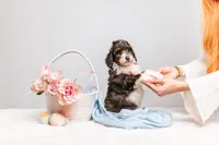 Bentley, a male Miniature Bernedoodle for sale in California, CA – Photo 4 of 6