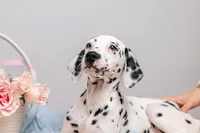 Bianca, a female Dalmatian for sale in California, CA – 5 of 6