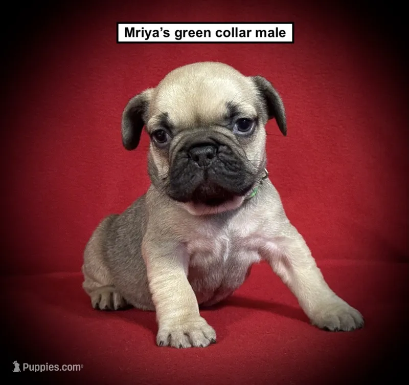 AKC Mriya's Green Collar Male – French Bulldog puppy for sale in Smithville, MS