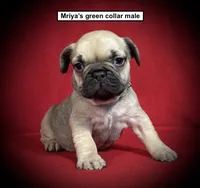 AKC Mriya's Green Collar Male, a male French Bulldog for sale in Smithville, MS – 1 of 1
