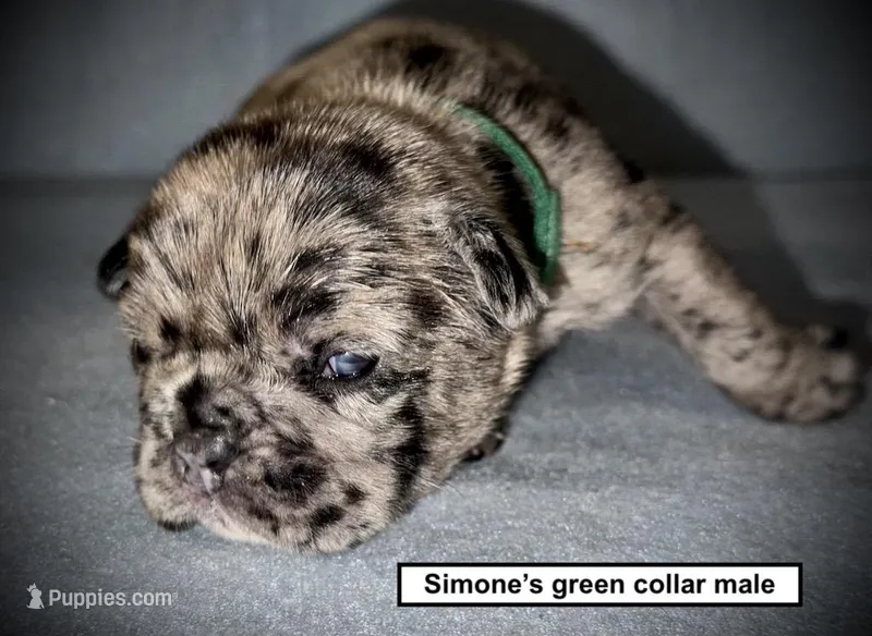 AKC Simone's Green Collar Male – French Bulldog puppy for sale in Smithville, MS