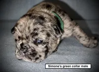 AKC Simone's Green Collar Male, a male French Bulldog for sale in Smithville, MS – 1 of 1