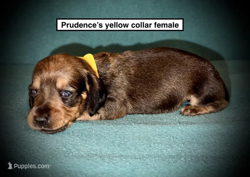 AKC Prudence's Yellow Col Female