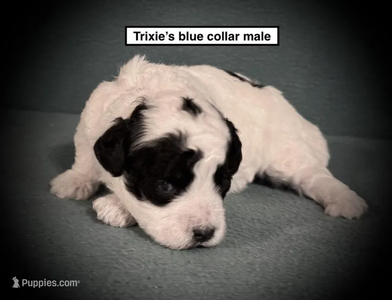 AKC Trixie's Blue Col Male – Poodle - Toy  puppy for sale in Smithville, MS