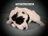 AKC Trixie's Blue Col Male, a male Poodle - Toy  for sale in Smithville, MS – 1 of 1