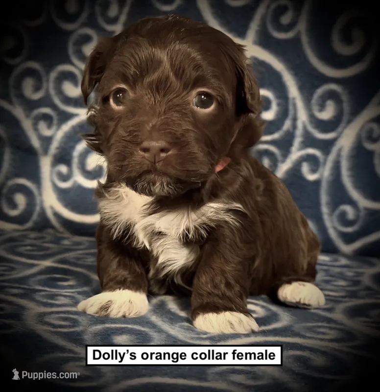 AKC Dolly's Orange Collar Female – Havanese puppy for sale in Smithville, MS