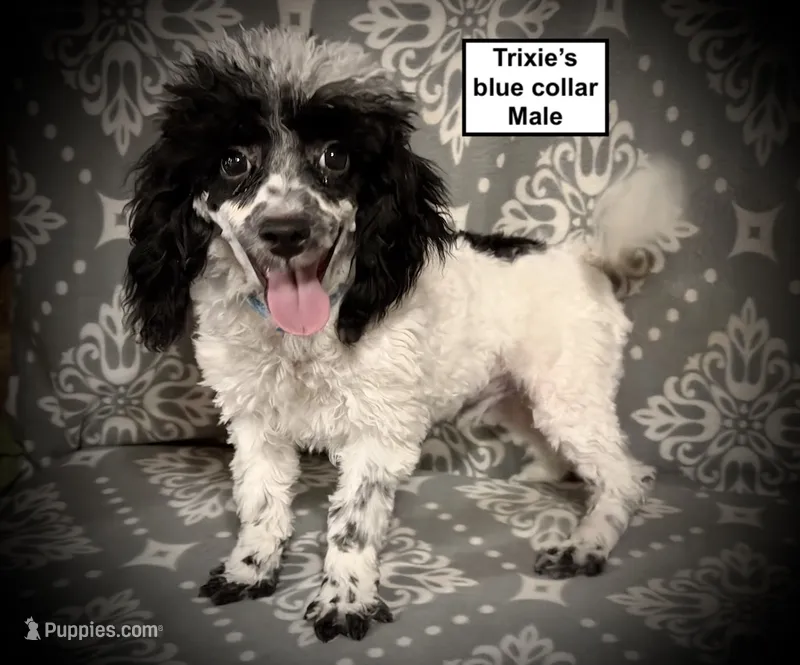 AKC Trixie's Blue Col Male – Poodle - Toy  puppy for sale in Smithville, MS