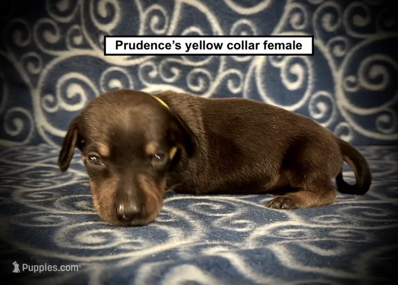 AKC Prudence's Yellow Collar Female – Dachshund puppy for sale in Smithville, MS