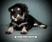 AKC Ella's Blue Col Female, a female Miniature Schnauzer for sale in Smithville, MS – 1 of 1