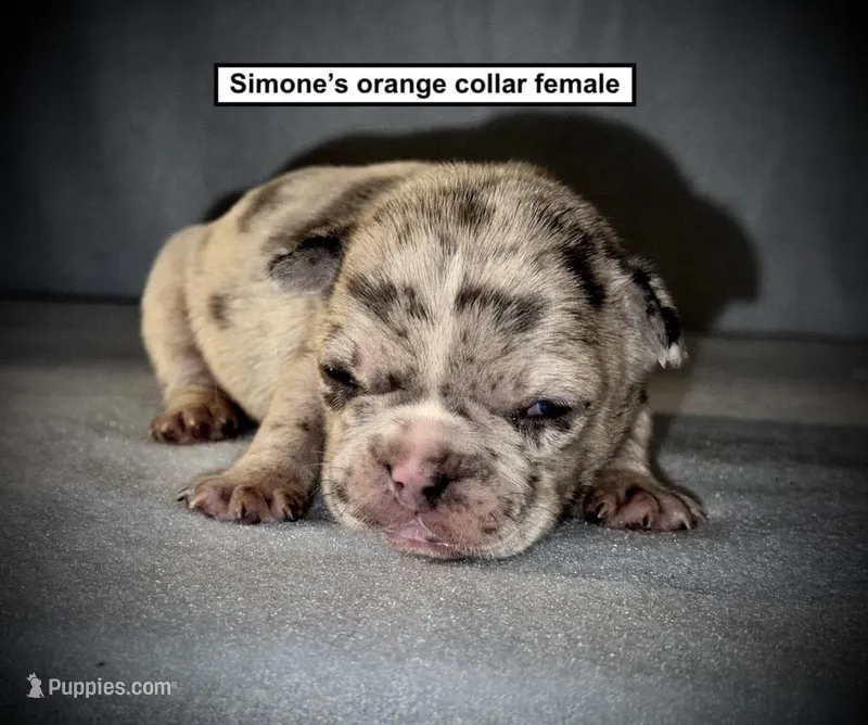 AKC Simone's Orange Col Female – French Bulldog puppy for sale in Smithville, MS