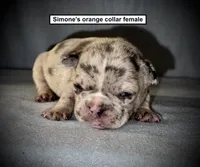 AKC Simone's Orange Col Female, a female French Bulldog for sale in Smithville, MS – 1 of 1