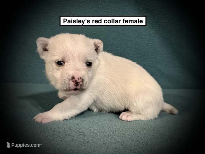 AKC Paisley's Red Col Female