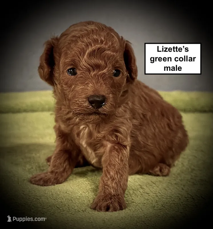 AKC Lizette's Green Collar Male – Poodle - Toy  puppy for sale in Smithville, MS