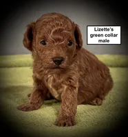 AKC Lizette's Green Collar Male, a male Poodle - Toy  for sale in Smithville, MS – 1 of 1