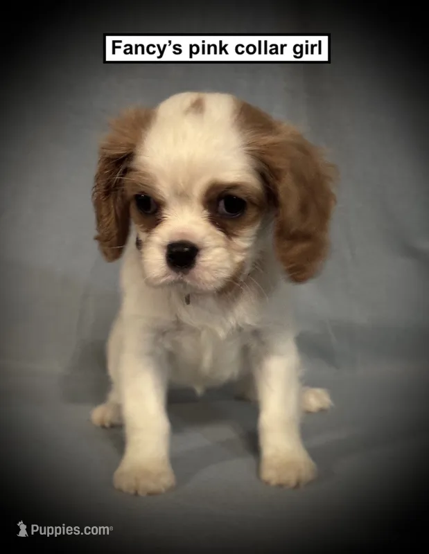 AKC Fancy's Pink Collar Female – Cavalier King Charles Spaniel puppy for sale in Smithville, MS