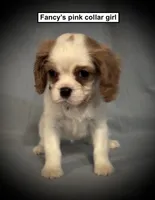AKC Fancy's Pink Collar Female, a female Cavalier King Charles Spaniel for sale in Smithville, MS – 1 of 1
