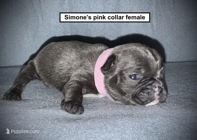 AKC Simone's Pink Collar Female – French Bulldog puppy for sale in Smithville, MS