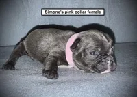AKC Simone's Pink Collar Female, a female French Bulldog for sale in Smithville, MS – 1 of 1