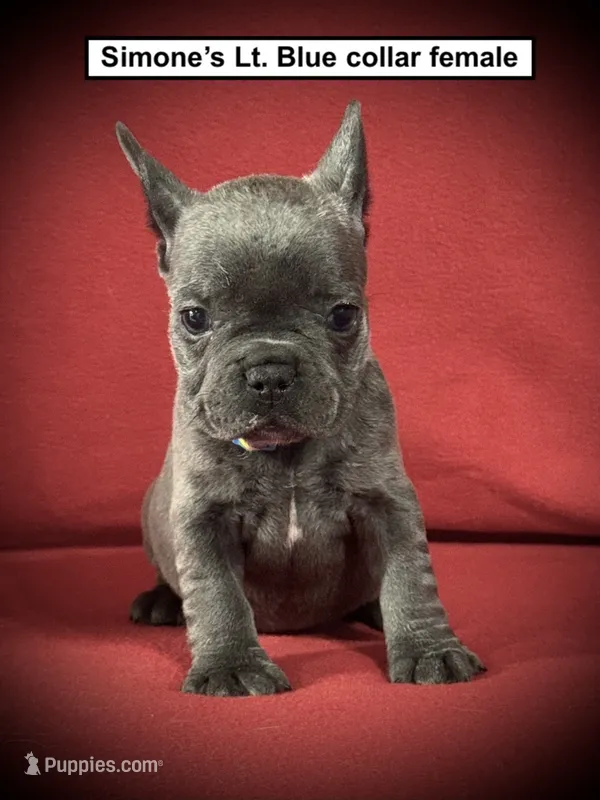 AKC Simone's Lt. Blue Col Female – French Bulldog puppy for sale in Smithville, MS