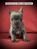 AKC Simone's Lt. Blue Col Female, a female French Bulldog for sale in Smithville, MS – 1 of 1