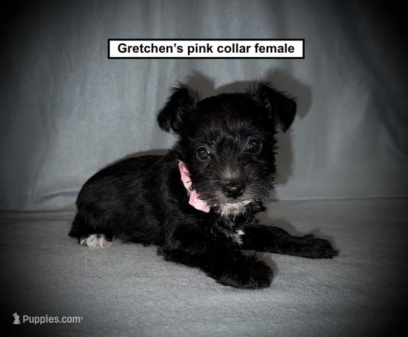 AKC Gretchen's Pink Collar Female – Miniature Schnauzer puppy for sale in Smithville, MS