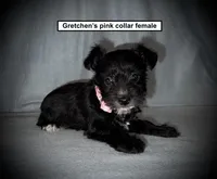 AKC Gretchen's Pink Collar Female, a female Miniature Schnauzer for sale in Smithville, MS – 1 of 1