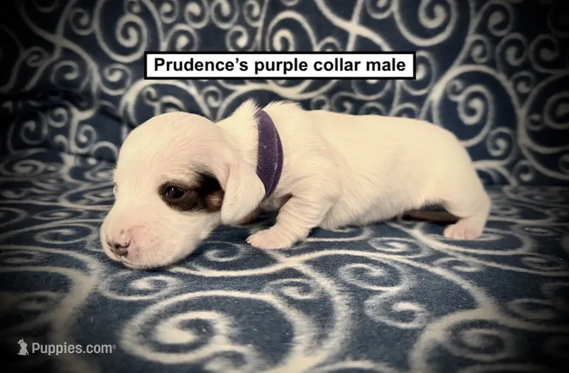 AKC Prudence's Purple Collar Male – Dachshund puppy for sale in Smithville, MS