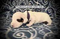 AKC Prudence's Purple Collar Male, a male Dachshund for sale in Smithville, MS – 1 of 1