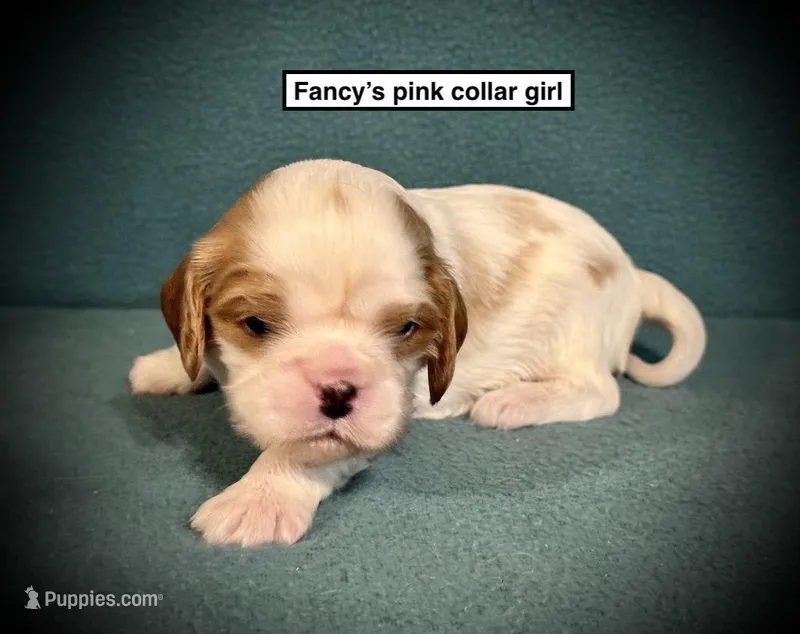 AKC Fancy's Pink Col Female – Cavalier King Charles Spaniel puppy for sale in Smithville, MS